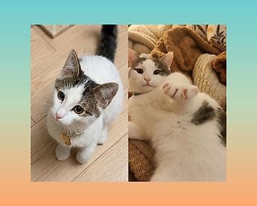 ev pisikleri satışı: Erkək, Dişi, Yaxşı əllərə — 1