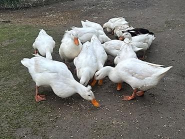 Mürəbbələr: ✔️Mayalı ördək yumurtası satılır❗️0,60 qəp❗️ Kənd şəraitində — 6