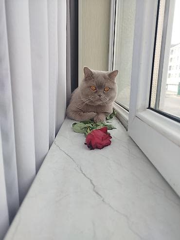 xarkov sortu toyuq: Britan, Erkək, Cütləşmə üçün — 1