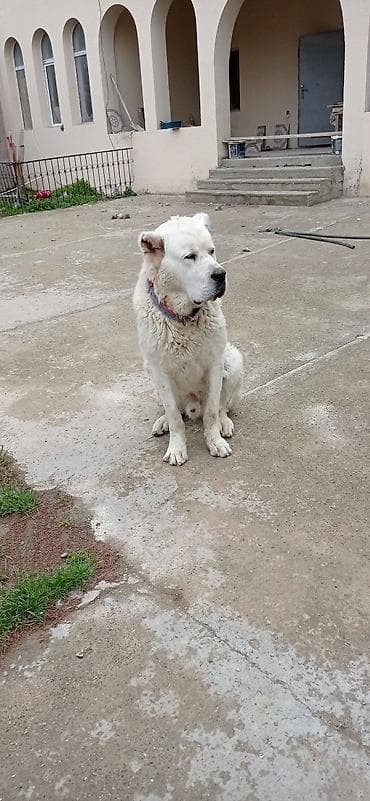 ev iti ucuz: Alabay, 8 ay, Erkek, Ünvandan götürmə — 5