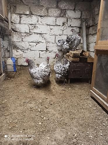 Xoruz, il: 1, Ödənişli çatdırılma