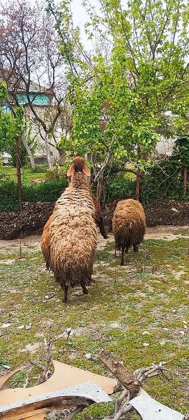 lalafo ev heyvanlari: 1 yaşinda dişiler tam sağlamdilar — 1