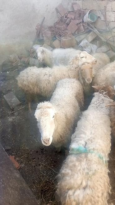 Бараны, овцы: Məhsul: Xırda buynuzlu heyvanlar – qoyun sürüsü Təsvir: - Şəkillərdə — 2