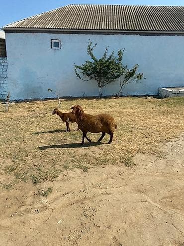 Qoyunlar, qoçlar: Qarın doğub şişək satılır istəyən olsa yazsın videosunu atım baxın — 10
