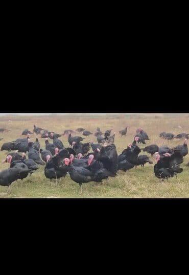 Məhsul: Qara hinduşka sürüsü Təsvir: - Açıq otlaqda bəslənən, qara