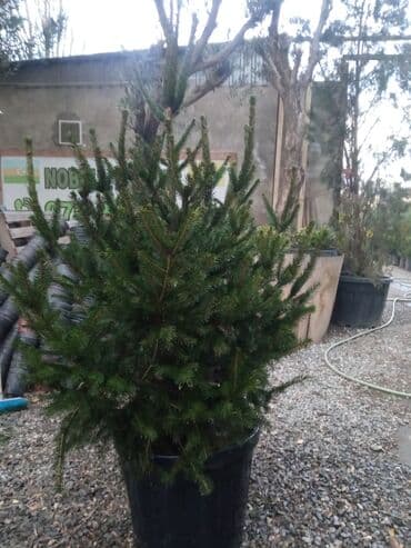 sumax ağacı: Yeni il şamları Pixta və Kremlovski təbii şamlar dibçəkdə topdan en — 19