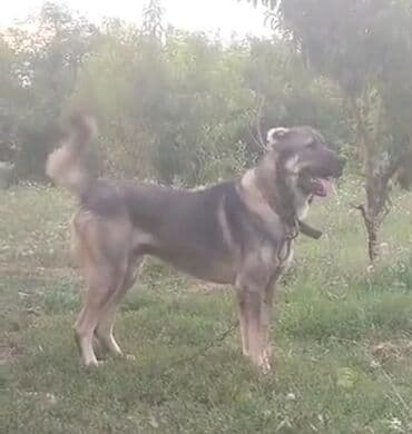 Qurdbasar, 3 il, Erkek, Peyvəndli, Ünvandan götürmə lalafo.az -da Qurdbasar, 3 il, Erkek, Peyvəndli, Ünvandan götürmə