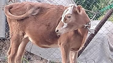 kanada sortu hinduşka: Danışarıq dana satılır — 3