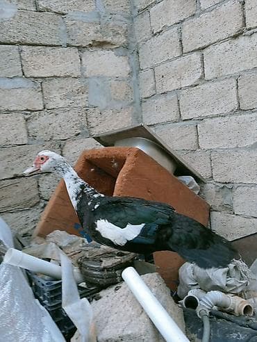 Erkək, | Lal ördək, Damazlıq — 2