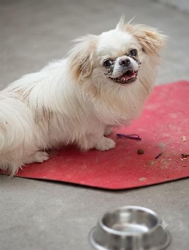 pekines itleri: Pekines — 1