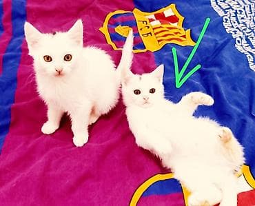 pişiy adları: Şotland yastı qulaq, Yaxşı əllərə — 3