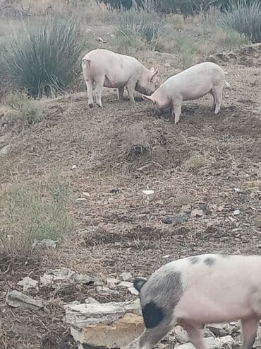 ov itlerinin satisi: Satılır: donuzlar (bir neçə baş)kəsilir əti verilir.cölləmə — 1