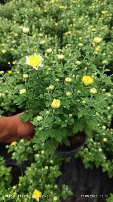 helba bitkisi faydaları: İstənilən sayda var ünvan Bakı şəhəri Nardaran qəsəbəsi — 4