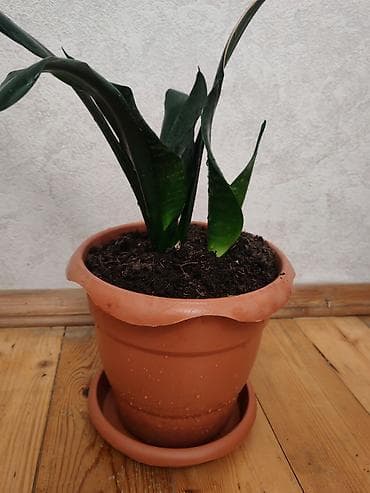liman bitkisi: Sansevieria (Qaynanadili) – otaq bitkisi - Növ: Sansevieria — 3