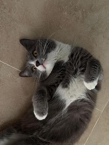 pişik erkek: Britan, Yaxşı əllərə — 1