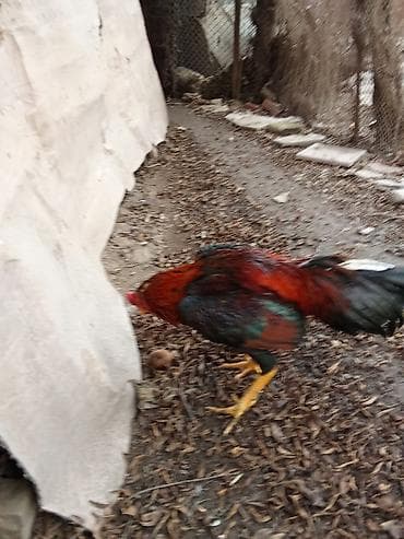 Döyş vidosu var 2 qələə Təsvir: - Uzunboyun, çevik bədən quruluşlu