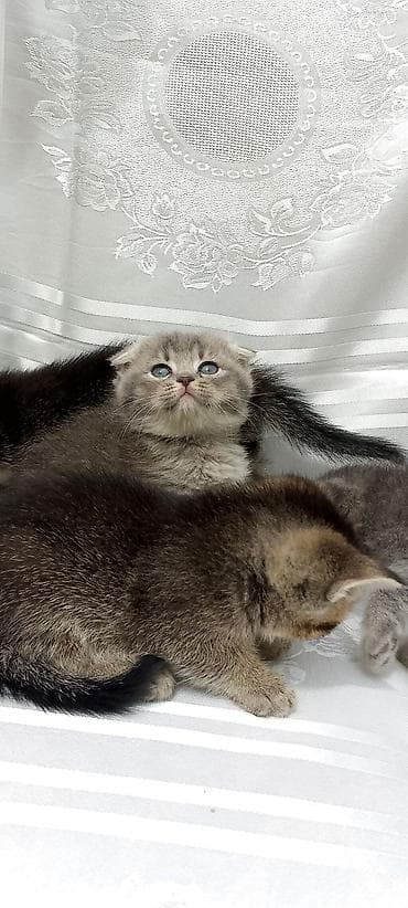 Pişiklər: Şotland yastı qulaq — 4