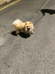 померанский шпиц цена: Шпиц, 6 месяцев, Самец, С прививками, Бесплатная доставка — 2