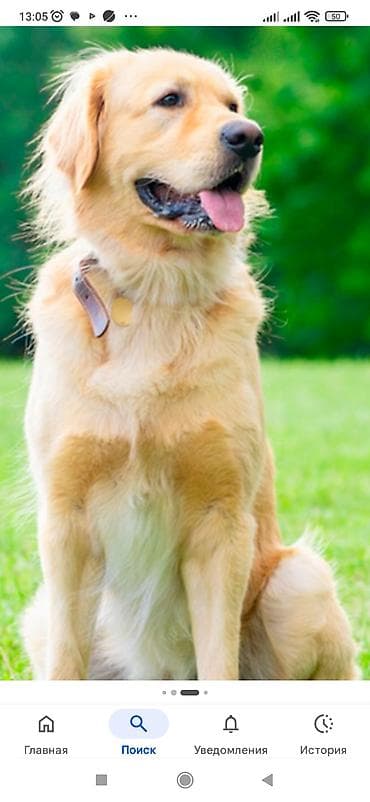 golden retriver: Retriever — 2