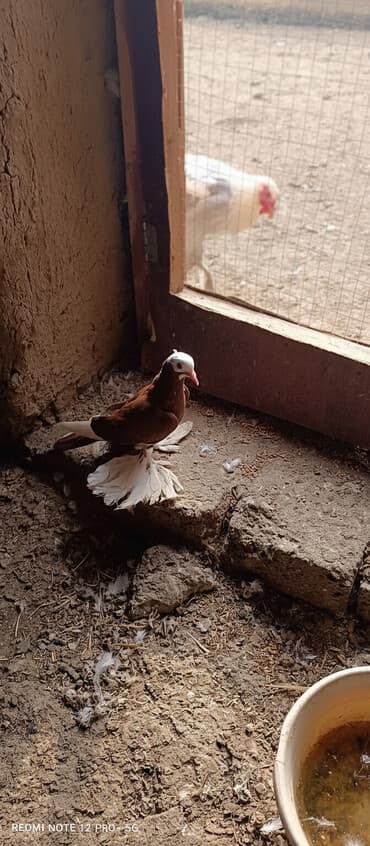 pulsuz heyvanlar verilir: Maya quşdu iri lələklidi — 2