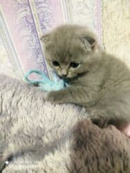 K/t heyvanları və malları: Şotland, Dişi, Ünvandan götürmə — 6