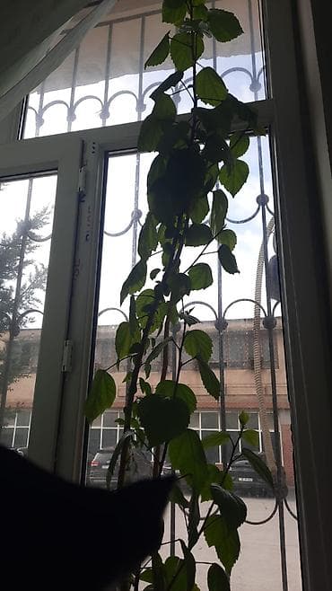 bit bazarı: Elan: Baxımlı otaq bitkiləri satılır (m. Neftçilər) Ev şəraitinə tam — 2