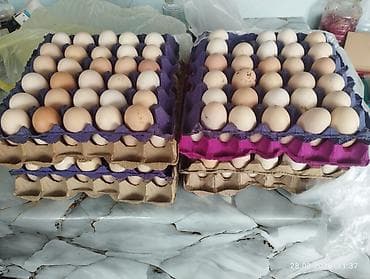 Təbii kend toyuq mayali yumurtasi 30 qepikden seki sehərindedir