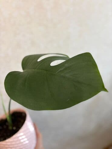 бочка 10 тонн: Monstera 10 azn — 2