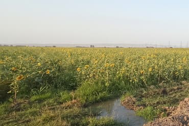 tebii gül sekilleri: Geniş bir sahədə cərgə-cərgə əkilmiş, tam inkişaf etmiş günəbaxan — 1