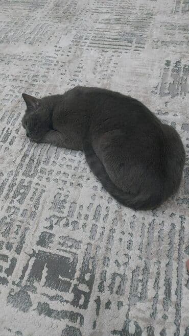 Собаки: Британская, Самка, В добрые руки — 4