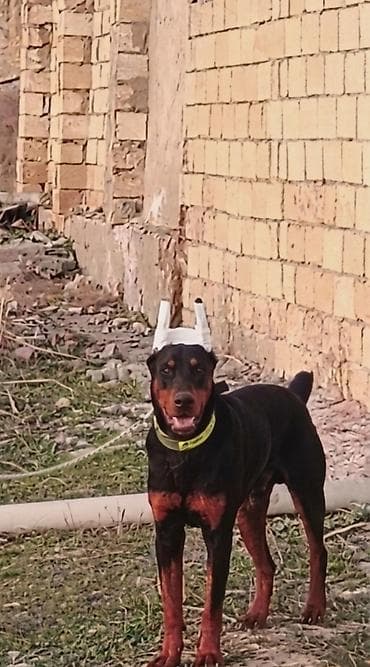 ov iti cinsleri: Doberman, Erkek — 1