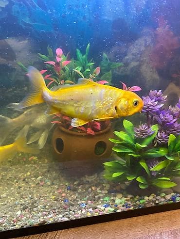 Balıqlar: Koi — 2