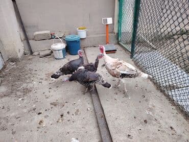 hinduşqa yumurtası: Dişi, Damazlıq, Ödənişli çatdırılma — 5