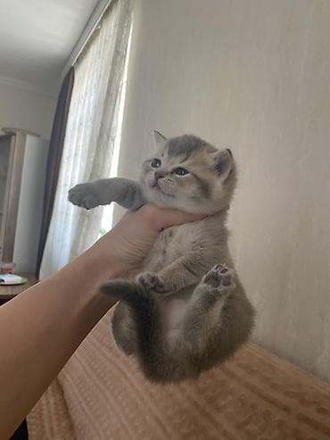 pişik siyam: Ağ rəngli balaca pişiklər – yumşaq, tüklü və mavi-boz gözlü — 7