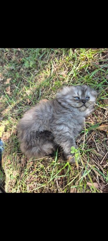 pers pişiy: Fars — 5