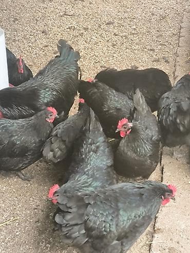 Akvariumlar: Təmiz qan Alman Astroloq cücələri satışdadır.🇩🇪 — 2