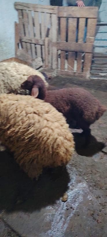 xaski haqqinda melumat: Bu heyvanlar satlır isteyen olsa yazsin 1 erkey togulu 1 ci qarina — 6