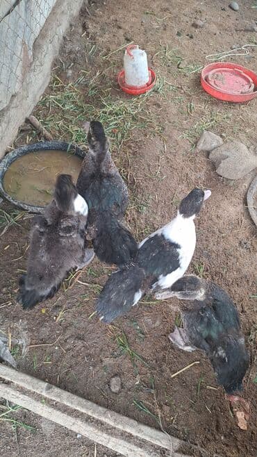 Quşlar: Muscovy balaları (indo-ördəklər) - Növ: Muscovy (indo) ördək balaları — 1