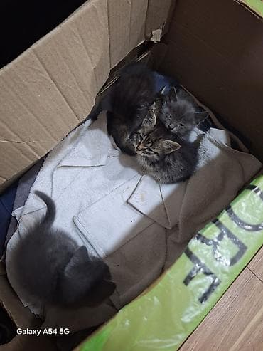 Şotland, Erkək, Dişi, Yaxşı əllərə