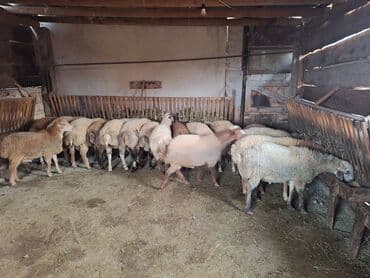 Коровы, быки: Salam 17dənə heyvandı 13 erkədi 4 dişi topa götürən olsa 360nan — 1