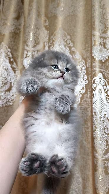 meyn kun pişiyi: Şotland uzun tüklü — 6