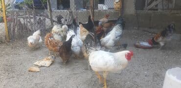 купить кур: Курица, Для яиц, Самовывоз — 7