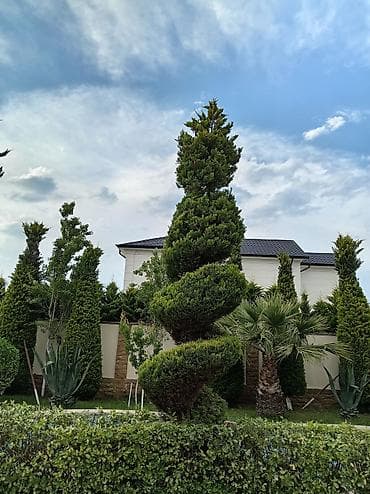 segway temiri: Xidmət: Həmişəyaşıl ağac və kol formalaşdırılması, dekorativ budama — 7