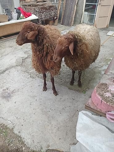 heyvan bazari keci: 2 baş qoçdu damazlıq və ətlik . Qızıl qulaq qoçlardı qiymət 2 sinə — 4