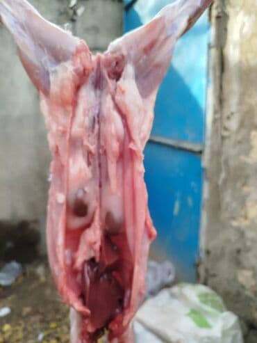 Salam temiz kaliforniya sortu🐇 dovsha eti isdeyen