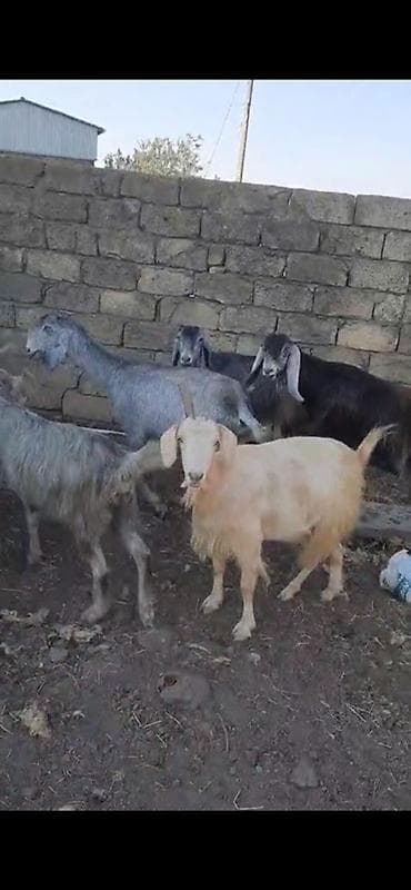 ereb kecisi: 15 baş dişi keçilər satılır südlükdürlər real alıcılar narahat etsin — 7