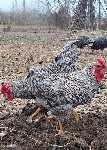 toyuga verilen adlar: Salam bir ədədi 25 manata mayın sonu iyunun əvvəli öz həyətimizdə — 1