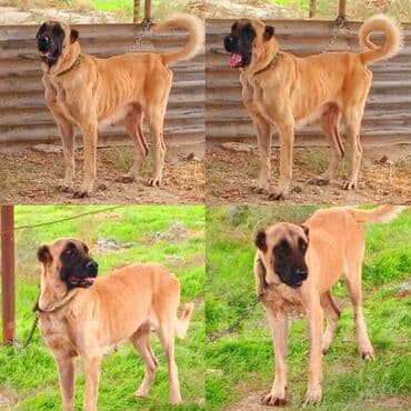 шпиц цена в баку: Кангал — 7