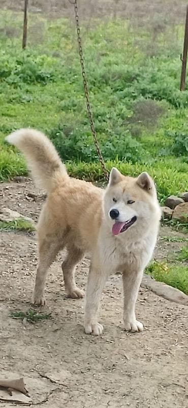 Şpitz, Erkek, Peyvəndli, Pulsuz çatdırılma