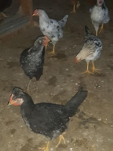 Toyuq cücələri, Ətlik